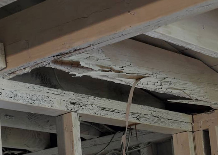 Traitement contre les termites à Saint-Maur-des-Fossés - Benicourt Couverture dans le Val de Marne 94